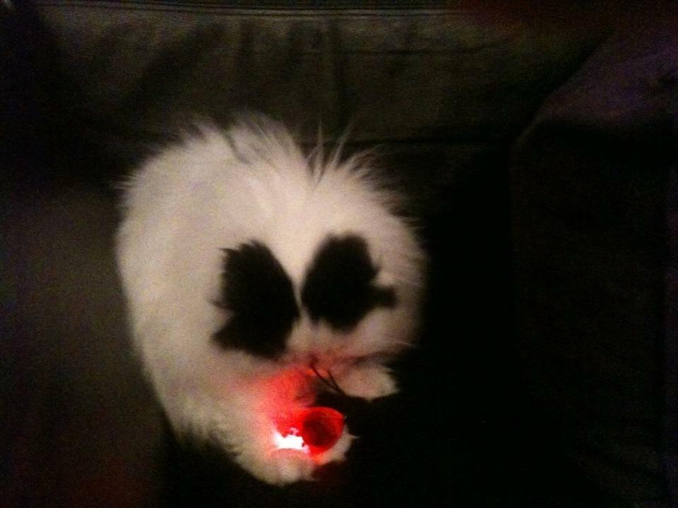 Min smukke perserkat?? billede 19