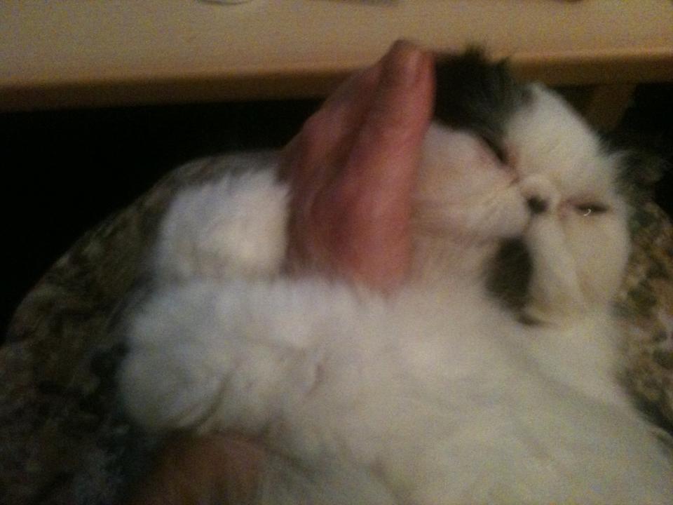 Min smukke perserkat?? billede 18