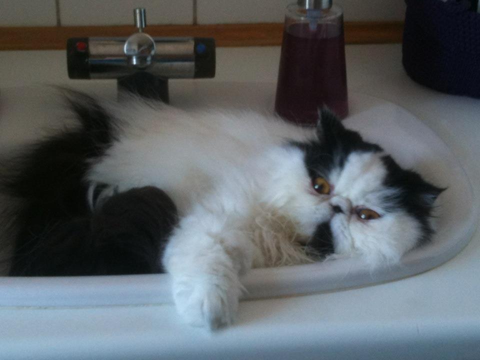 Min smukke perserkat?? billede 21
