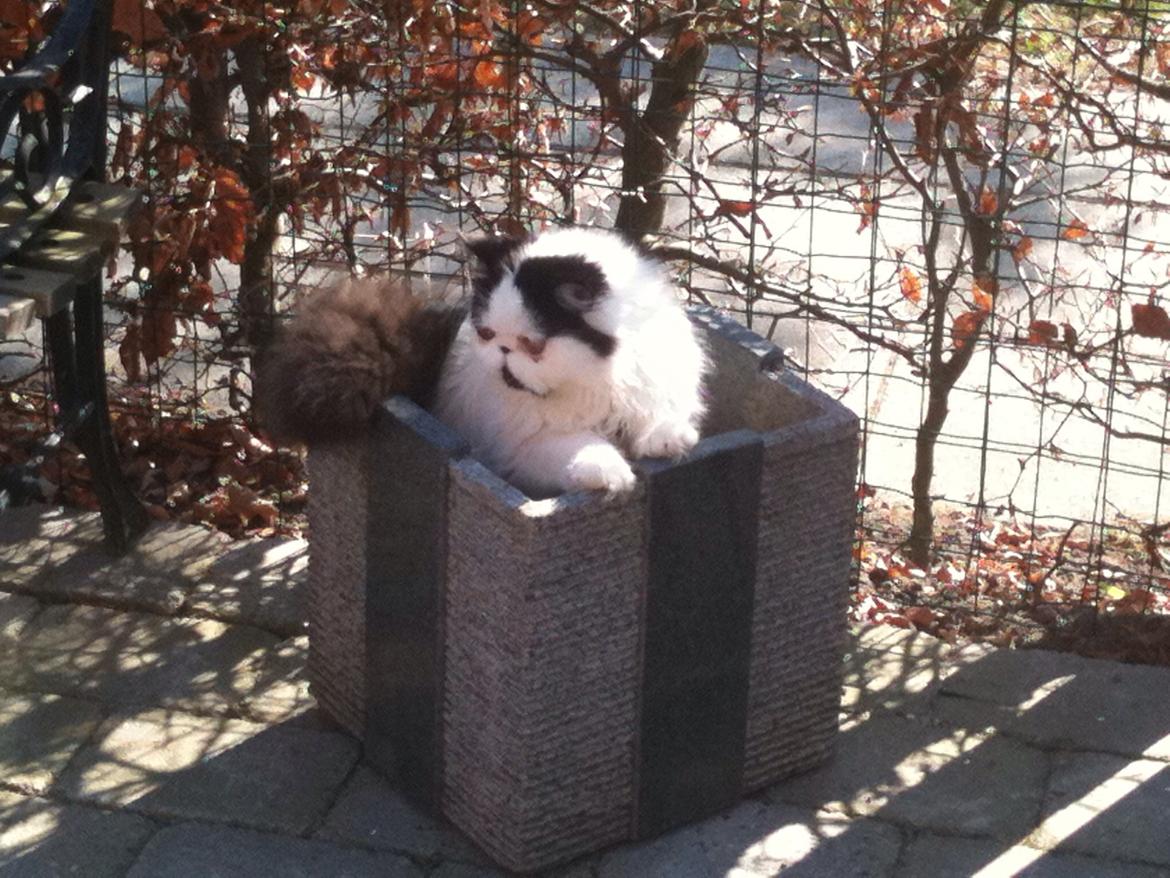 Min smukke perserkat?? billede 22