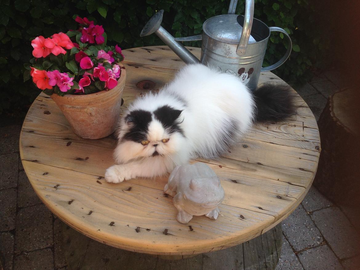 Min smukke perserkat?? billede 23