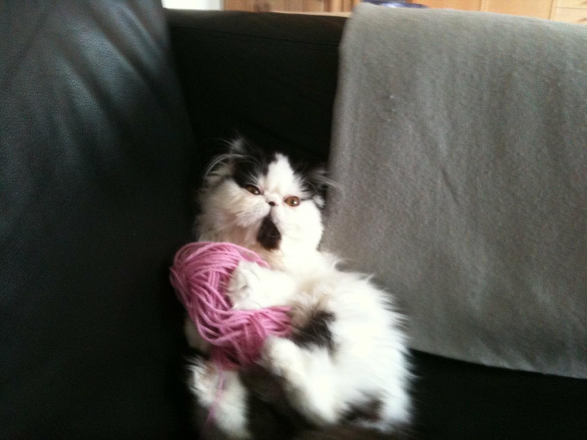 Min smukke perserkat?? billede 20