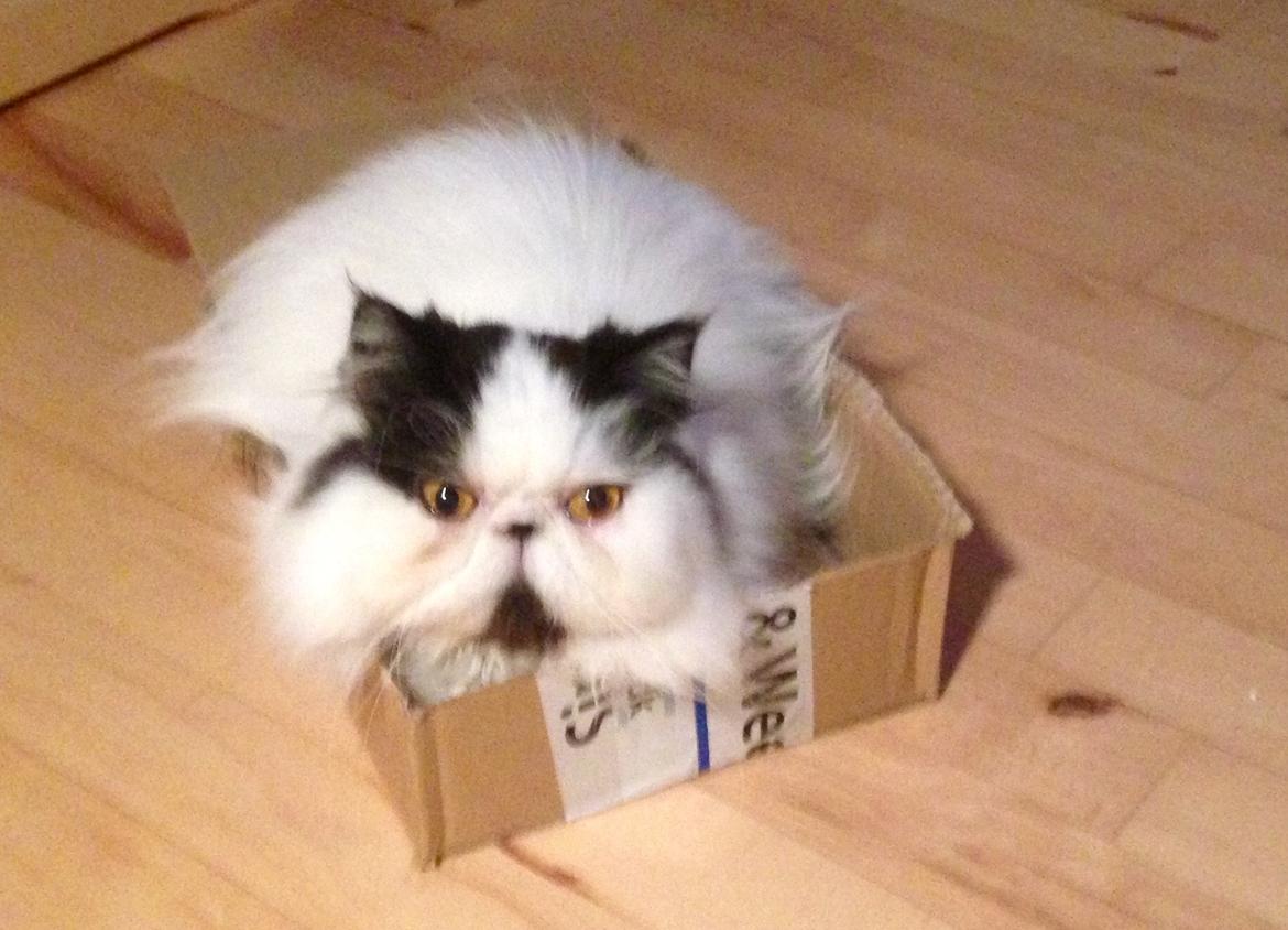 Min smukke perserkat?? billede 24