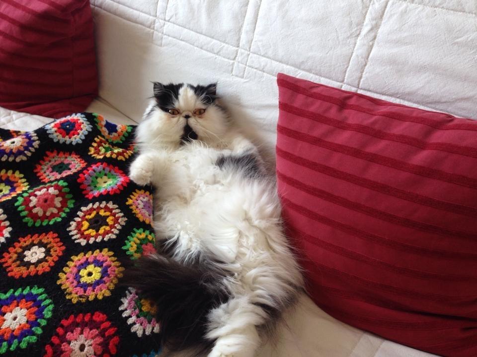 Min smukke perserkat?? billede 26