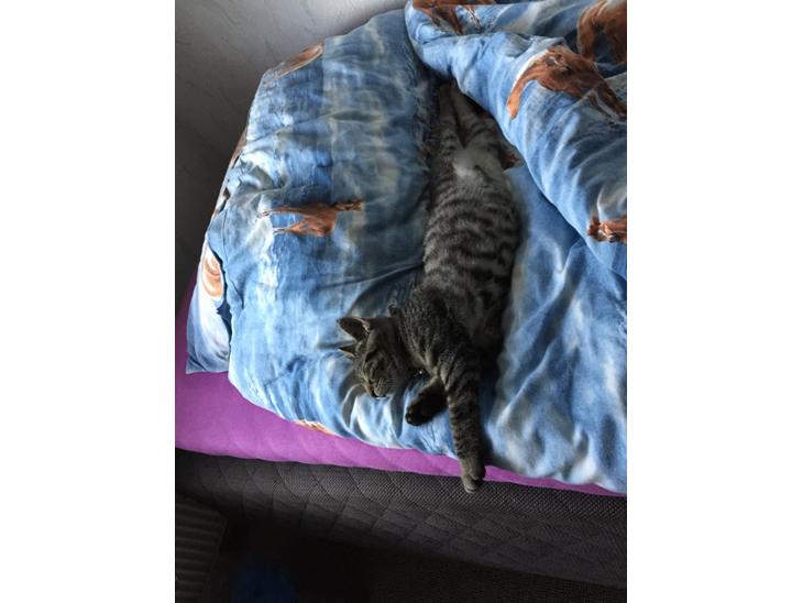 {{currentPhoto.altText}} billede {{currentPhoto.number}}