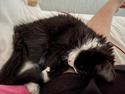 Clara - 1/2 -måske hel- Maine Coon. 