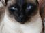 Figaro 