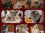 Alle katte er strilleset 