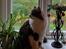 Alle katte er strilleset 