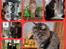 Alle katte er strilleset 
