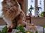 Alle katte er strilleset 