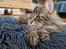 Alle katte er strilleset 