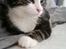 Mischa