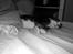 Mischa