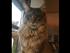samson