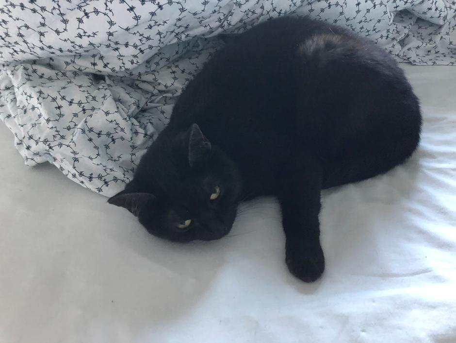 Mine katte