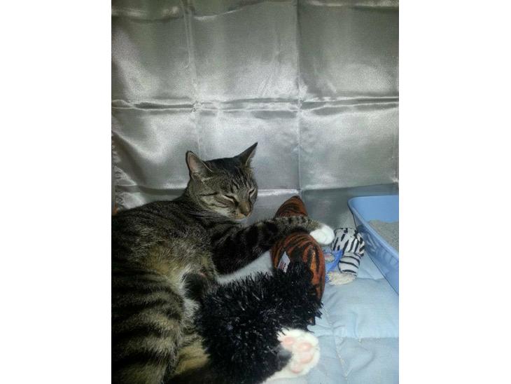 {{currentPhoto.altText}} billede {{currentPhoto.number}}