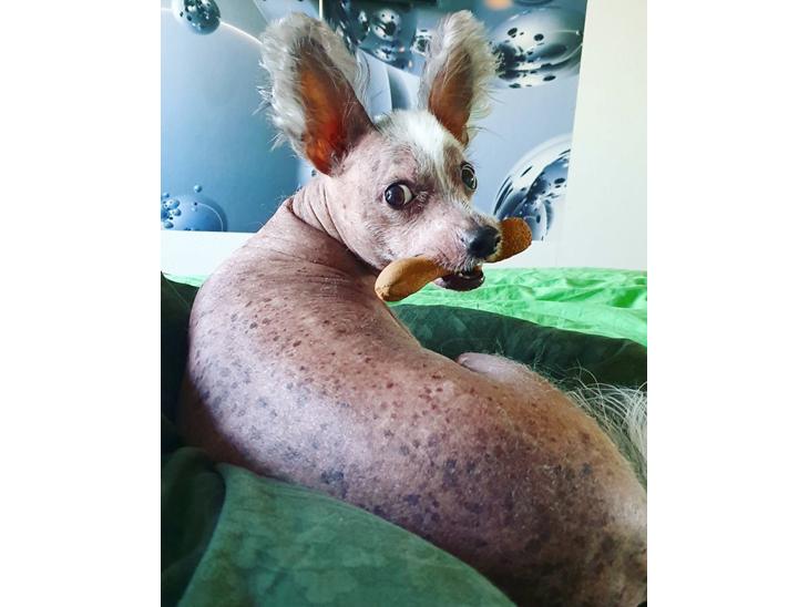 {{currentPhoto.altText}} billede {{currentPhoto.number}}