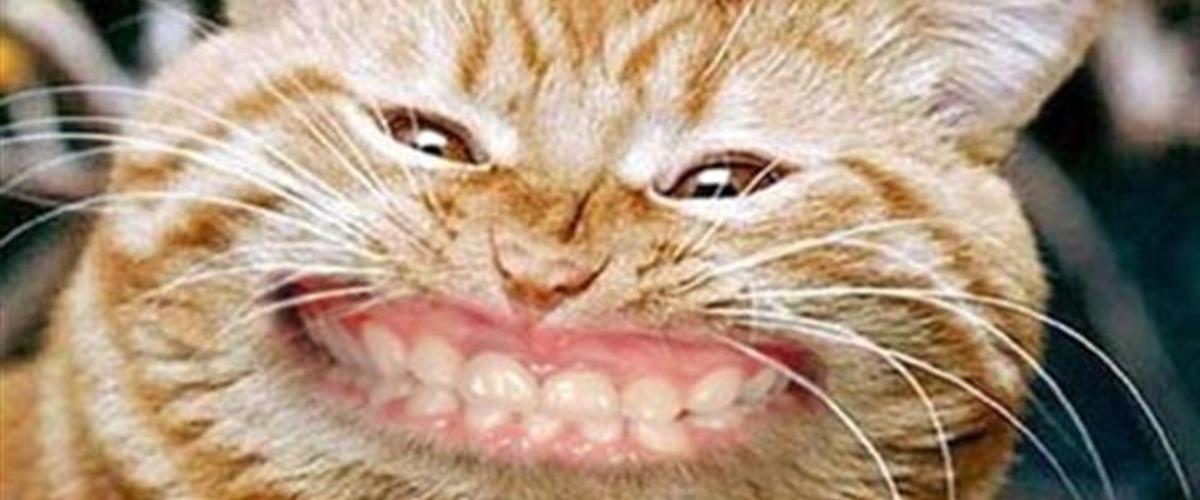 Optimal Begrænsninger uddanne Sjove og søde katte - Diverse kat - Uploadet af charlotte N