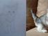 Tegninger af Katte m.m.