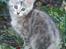 Rianna' killinger - 9½ uge gammel