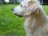 Min dejlige hund