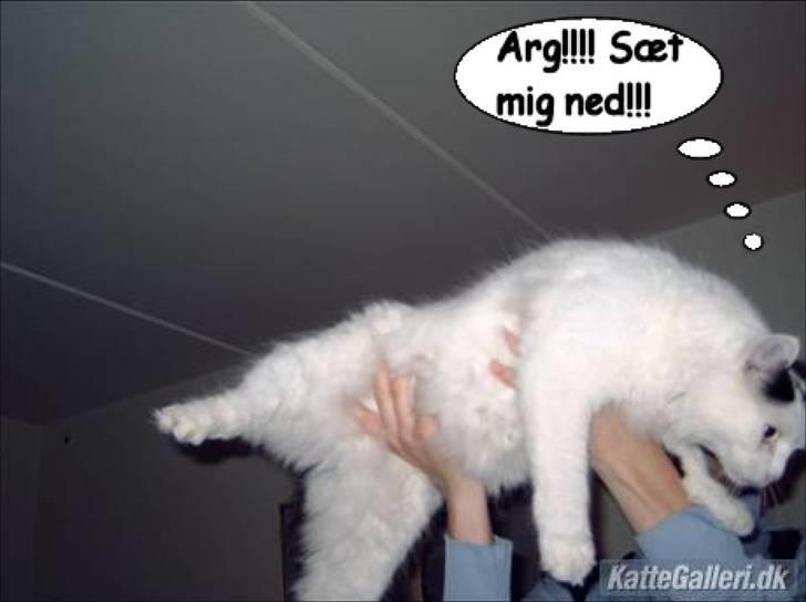 Manipulerede billeder (for andre) - Lavet for charlotte og bo snart med 3 mislinger:-) M billede 31