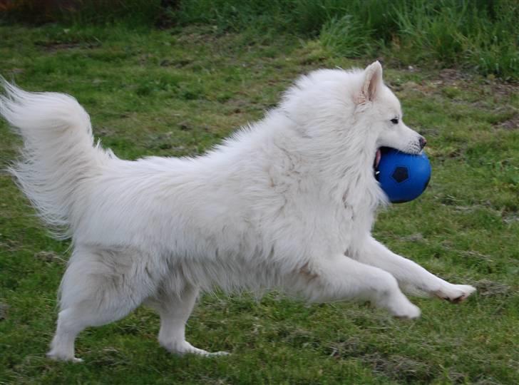Mine smukke dyr.. :D - RUSKA - min samojed spids.. billede 5