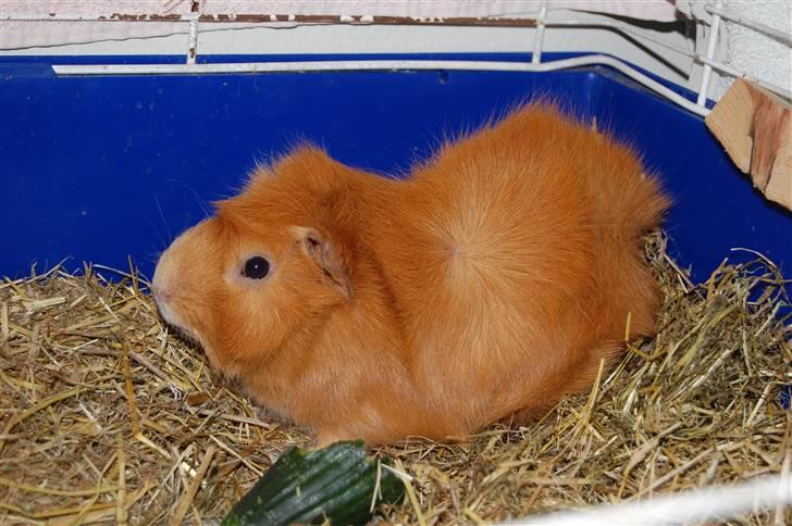 Mine smukke dyr.. :D - NUGGA - mir marsvin billede 9