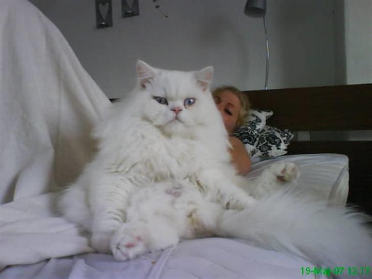 {{currentPhoto.altText}} billede {{currentPhoto.number}}