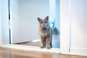 Få hjælp til boligindretning med katte i huset 