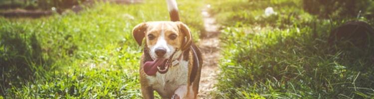 De 5 ting du skal gøre, hvis din hund skal være sund, ...