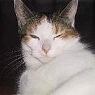 Julie R
