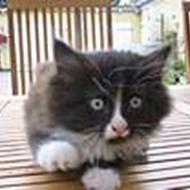 ¨˜°º•¤ Kærholm c",) ¤•º°˜¨  R