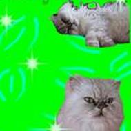  Fie F