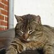 Catharina  C