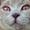 Stine G