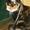 CBI ' Gizmo er død :'( Miss you *