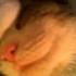 Pernille S