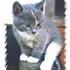 Gizmo'missen  :
