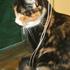 CBI ' Gizmo er død :'( Miss you *