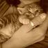 Kattens Heaven <3  
