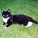 kitte j