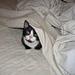 mette -