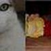 giv min kat en ny steme..!