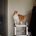 Katten om natten