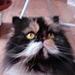 Katte Agility