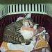 allergi over for race katte?????