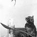 Highlander katten