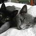 Katten er uren